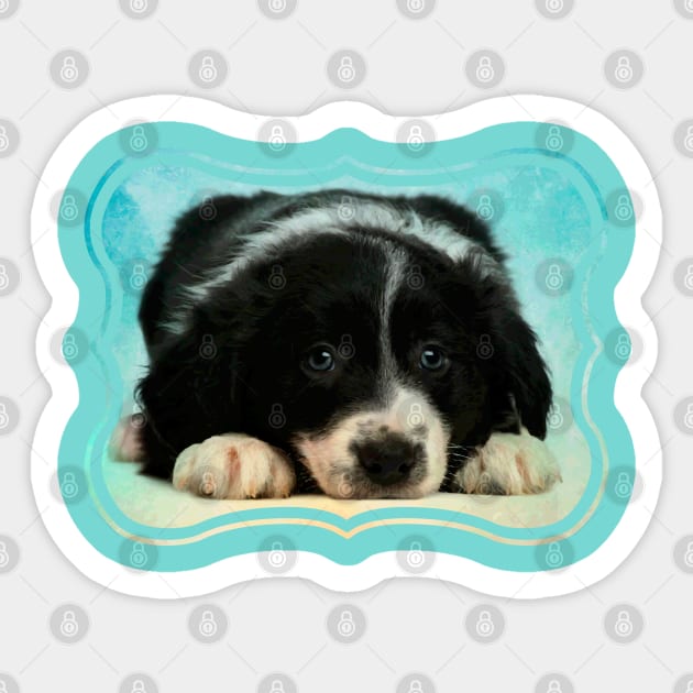 Border Collie Puppy Sticker by Nartissima